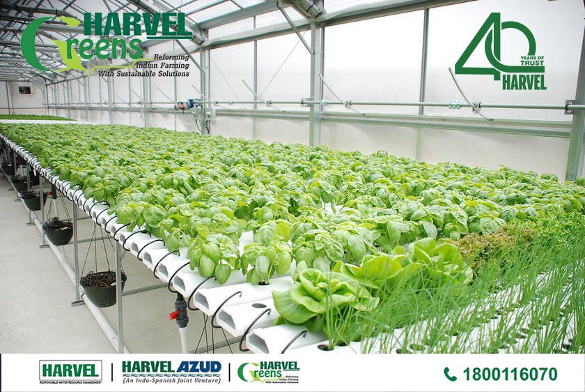 harvelgreens hydroponic