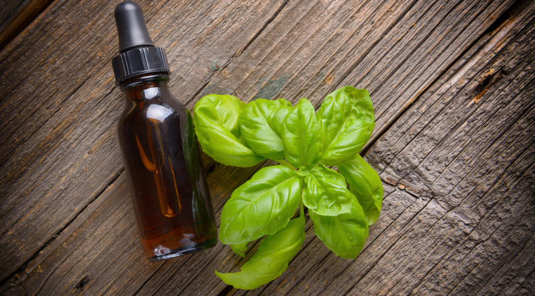 Best Health Benefits of Sweet Basil Essential Oil