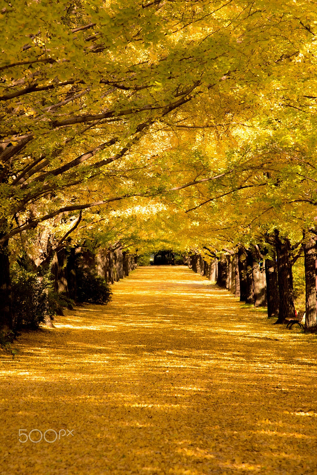 The story of Ginkgo Biloba should be a great lesson of why not to fall in despair during this challenging time 13