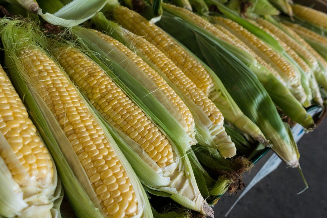 The Controversy on Modified Corn by Charlotte Brown Medium