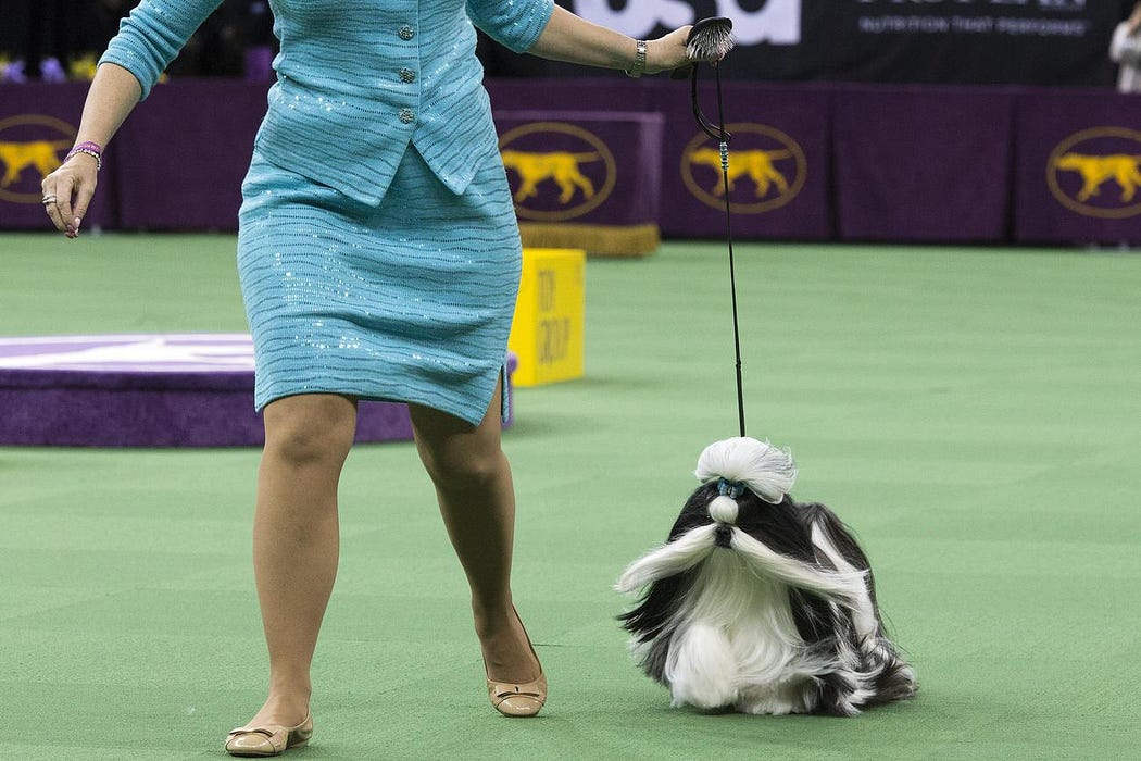 They’re Wearing What? Dog Show Handlers Edition