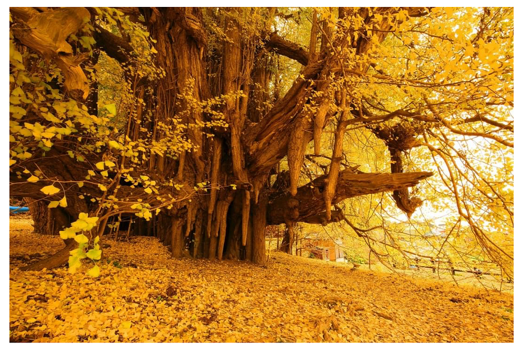 The story of Ginkgo Biloba should be a great lesson of why not to fall in despair during this challenging time 17