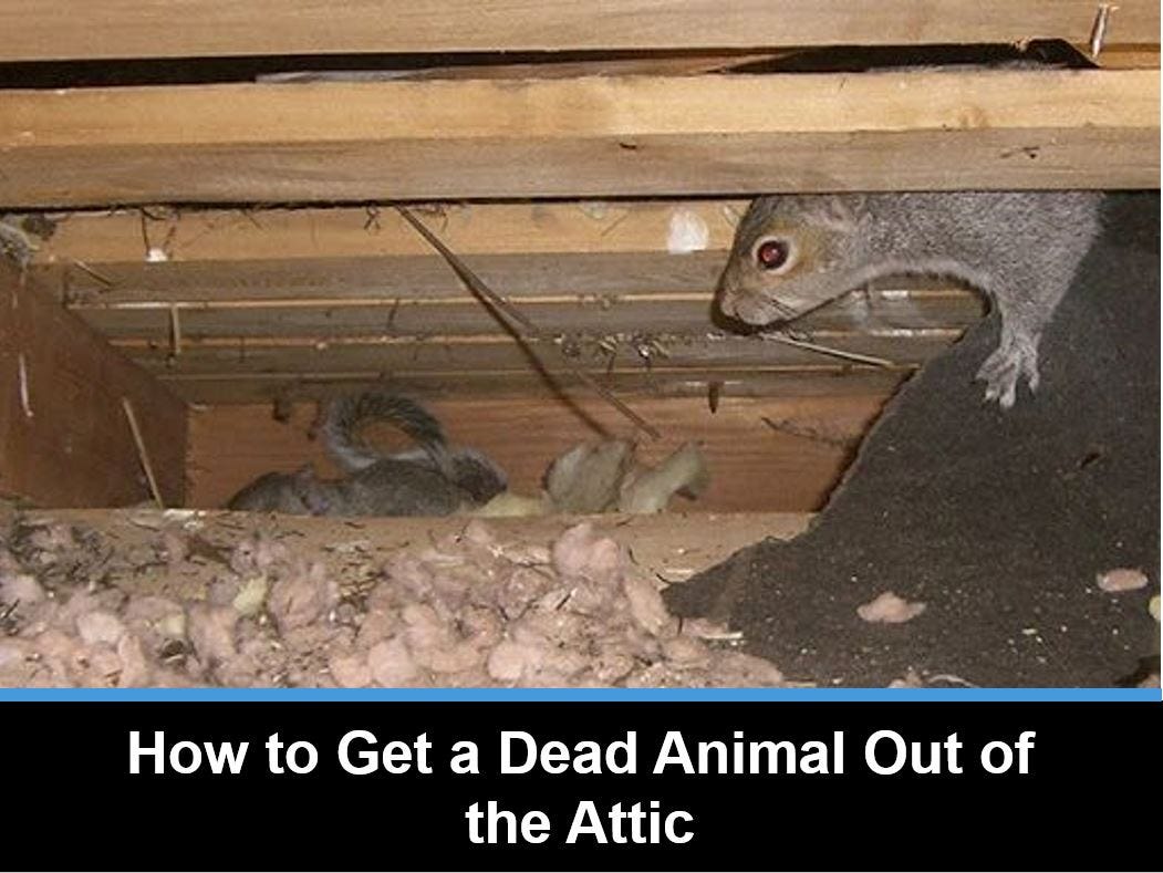 How To Get Rid Of Attic Pests? - Consumera