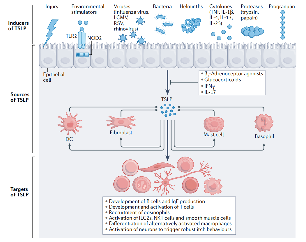 (Data source: Ebina-Shibuya R, et al. Nat Rev Immunol. 2023)