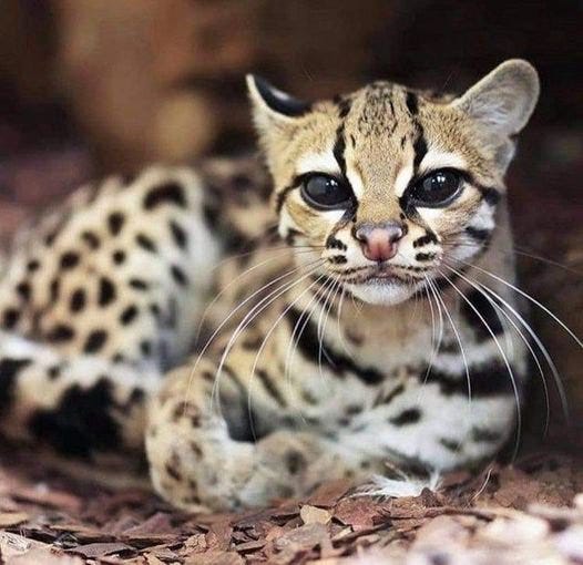 Behold The Stunning Wild Kitty!. The Mysterious Margay! | by Freda ...