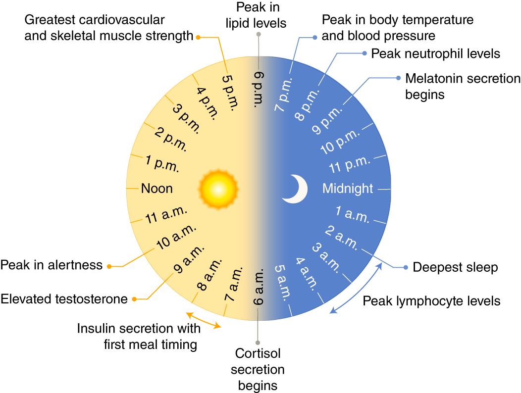 Circadian fasting for weight loss by Yahya Jun, 2024 Medium