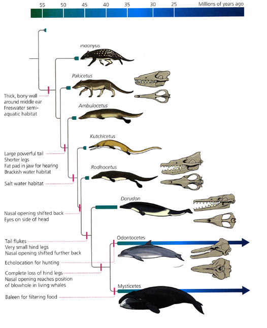 Dome Fossil Evolution Chart