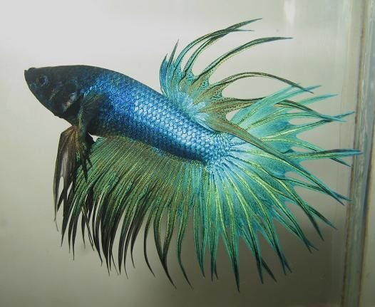 Types of crowntail betta hot sale fish