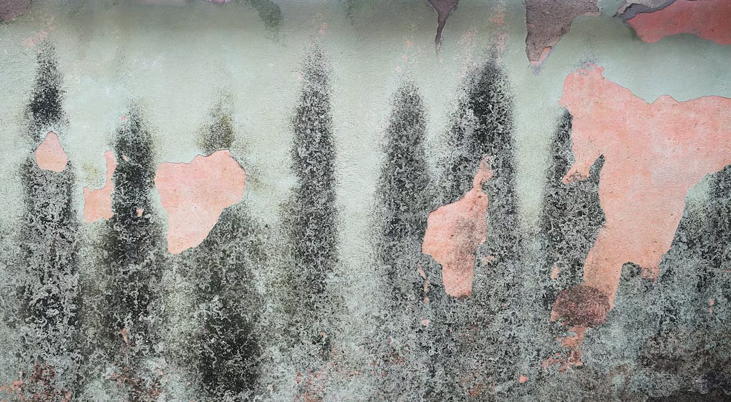 My Honest Take On Mold and Air Quality Testing At Home Now