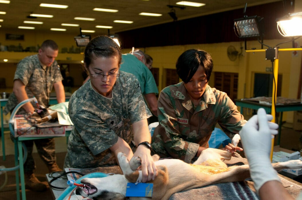 Top Claremont Vet Expert Care for Your Beloved Pets by Emergency Vet