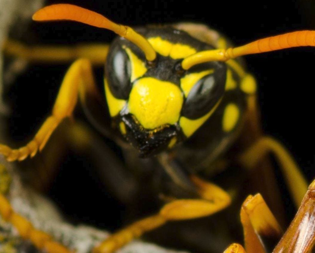 Pest Control Pittsburgh PA — Spectrum Pest Control (412) 532–1380 | by