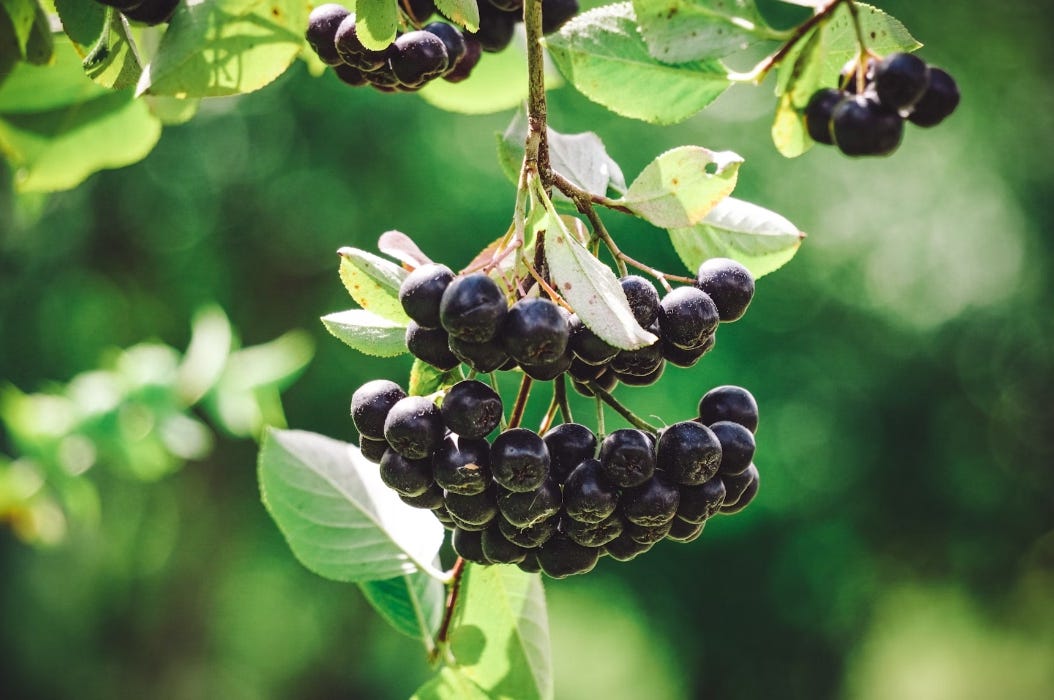 Aronia Bio Saft: Entdecken Sie die gesundheitlichen Vorteile des natürlichen Wunderelixiers