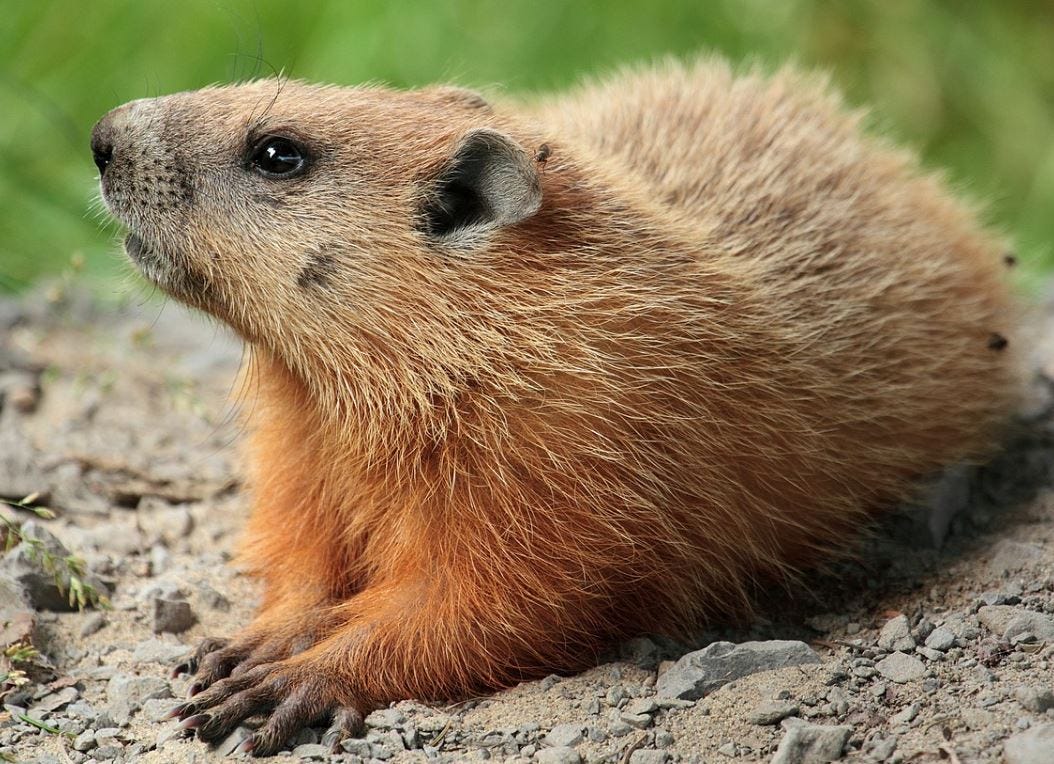 How to Rid Your Garden of Groundhogs