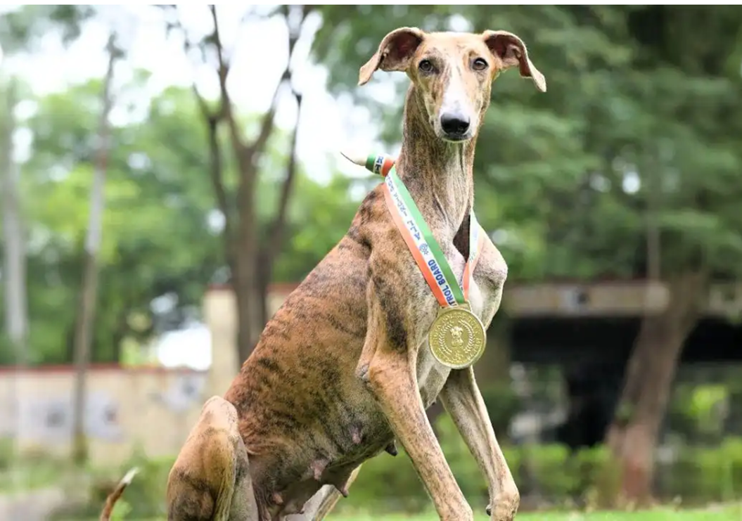 K9: Indigenous ‘Breeds’ at the Pinnacle of Indian Defence...