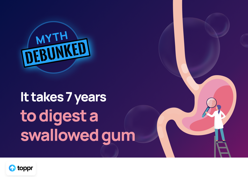 Myth Debunked: It Takes 7 Years to Digest a Swallowed Gum | by Minaam  Ansari | Toppr Blog