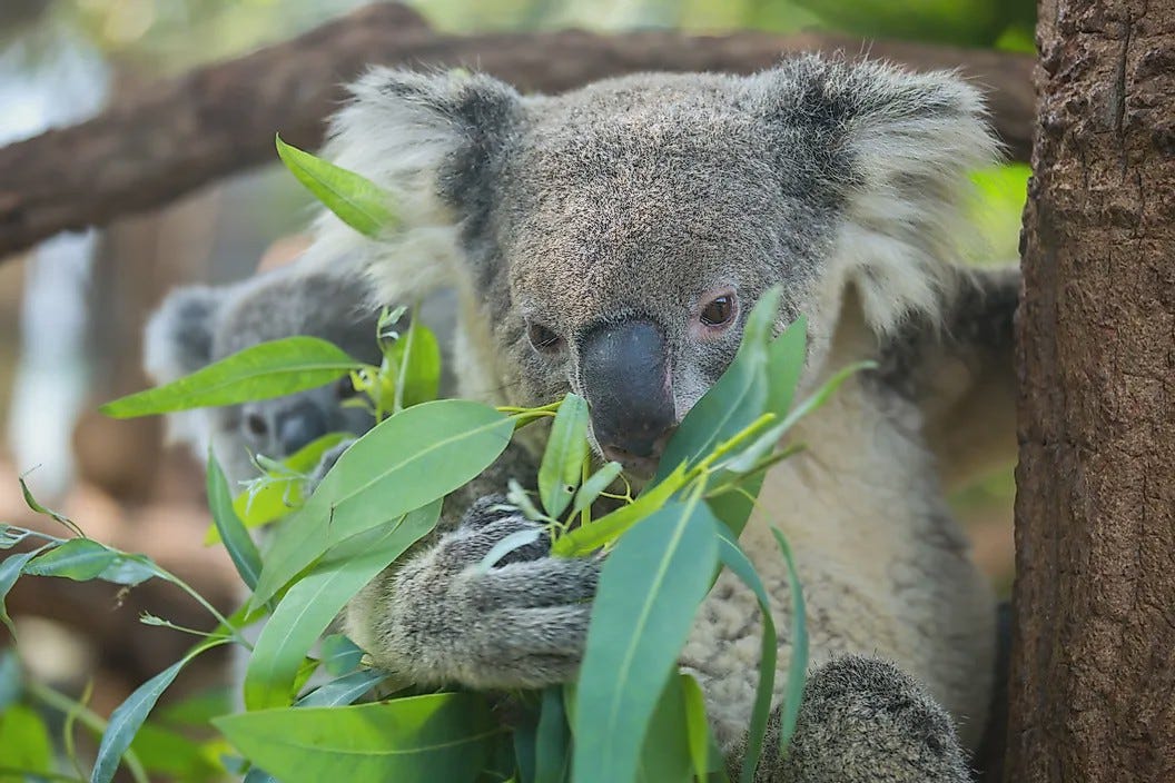 Koalas Are Going To Be Extinct. It has finally happened. Australia’s