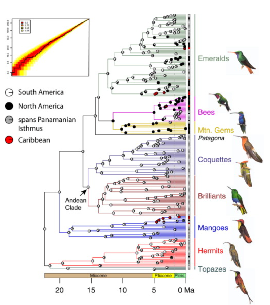 Figure 1. Time-Calibrated Phylogenetic Tree with Ancestral State Reconstructions of Primary Bioregions Inhabited by the nine hummingbird clades. The small inset pie-diagrams located at each node correspond to the statistical significance of that particular branch point and are colour-coded according to where the hummingbirds are found. (doi:10.1016/j.cub.2014.03.016)