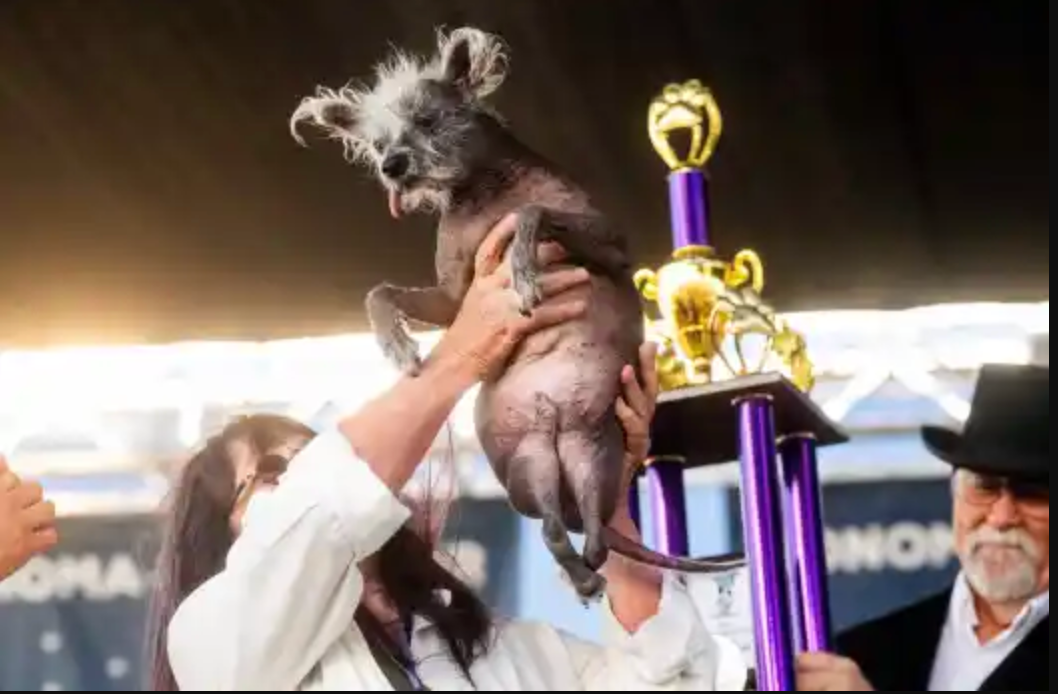 Chinese Crested Dog Shows and Competitions Celebrating a Unique Breed