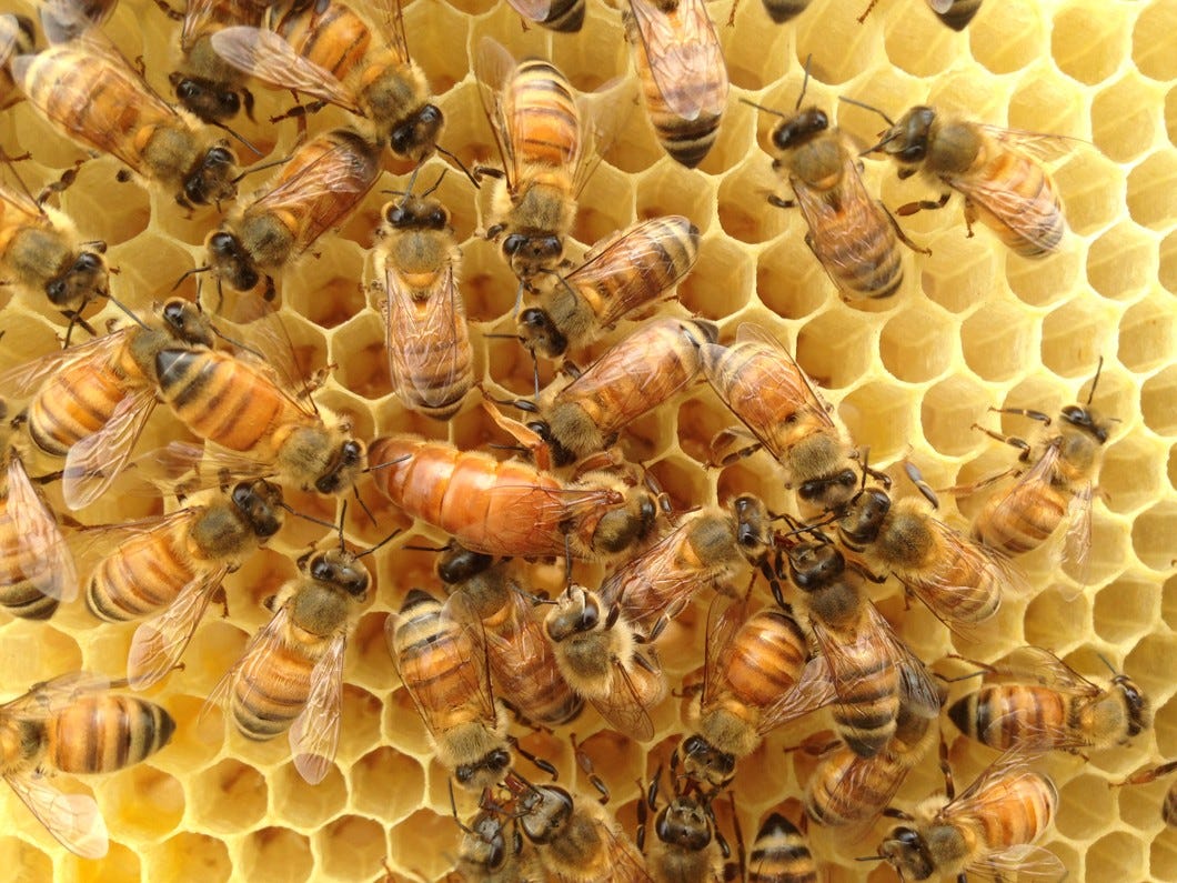 3 Levels of Bee Hierarchy: Drone Bee, Worker Bee, and Queen Bee