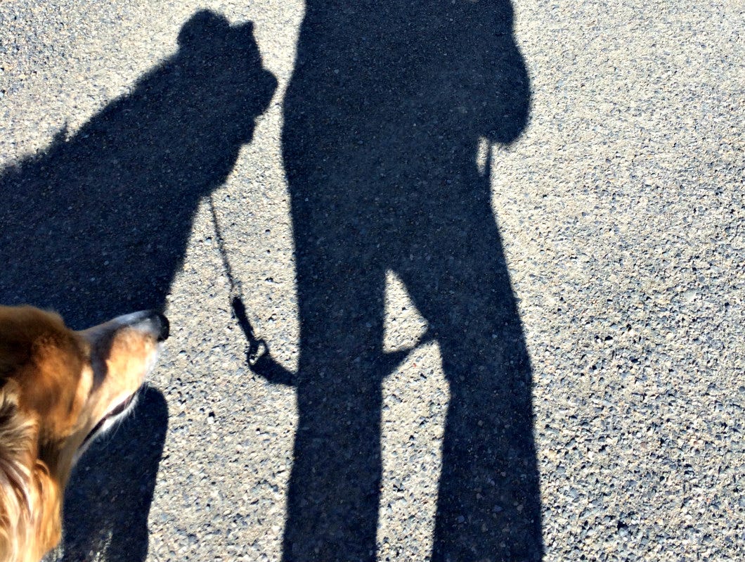 Dogs’ Lives Seem as Fleeting as Their Shadows by Susan Foster Six