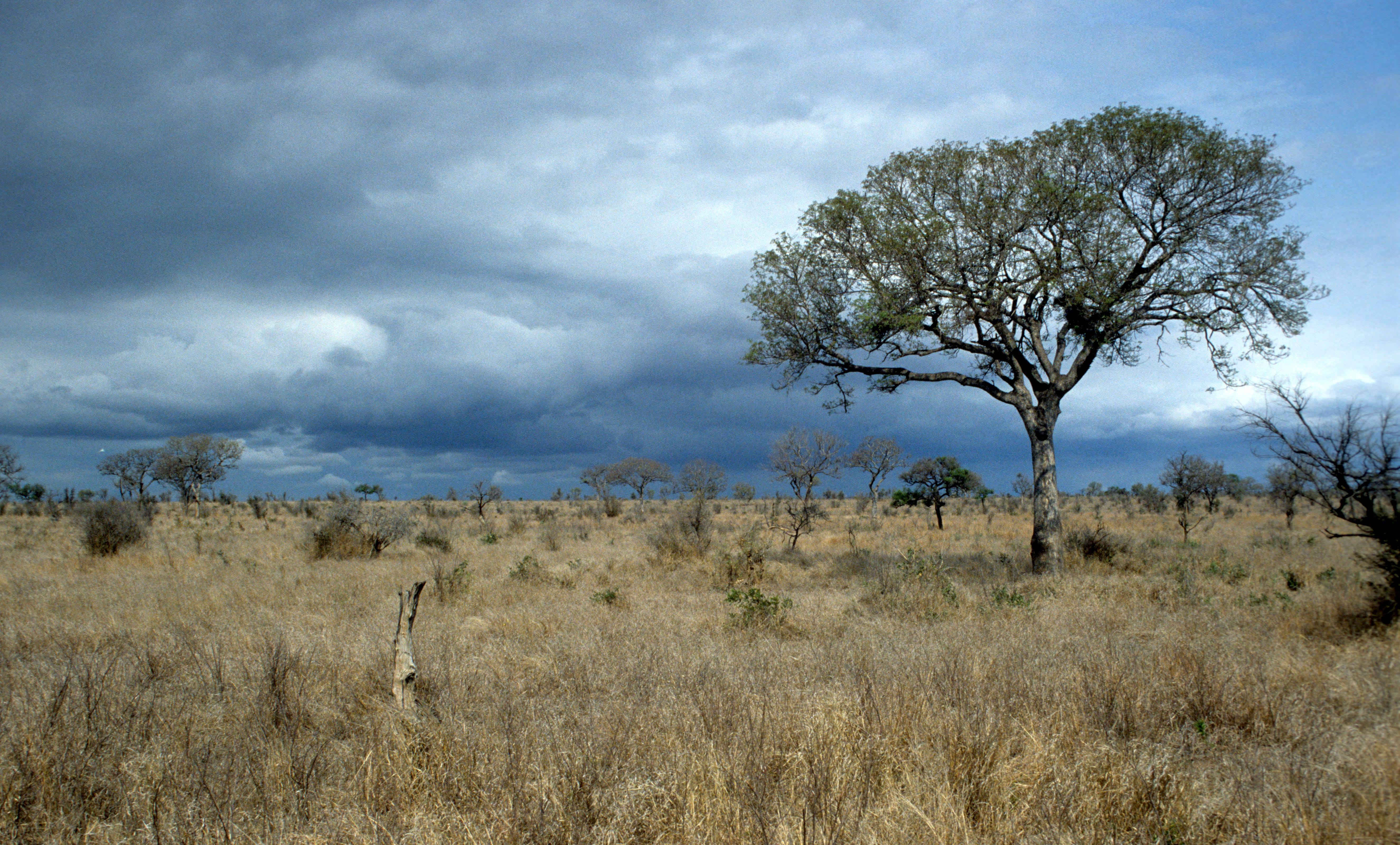 Природная зона северной америки саванна. Саванны и редколесья Африки. Саванное Редколесье Африки. Редколесья Южной Америки. Зона саванн и редколесий в Африке.