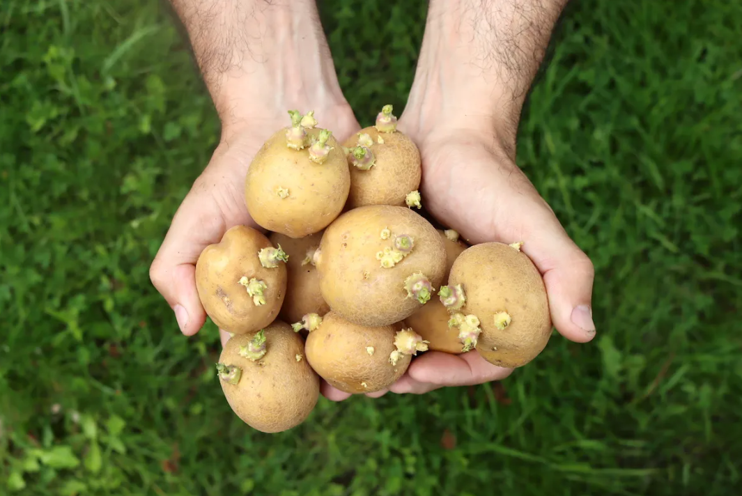 Can You Eat Sprouted PotatoesCan You Eat Sprouted Potatoes? Is It Safe