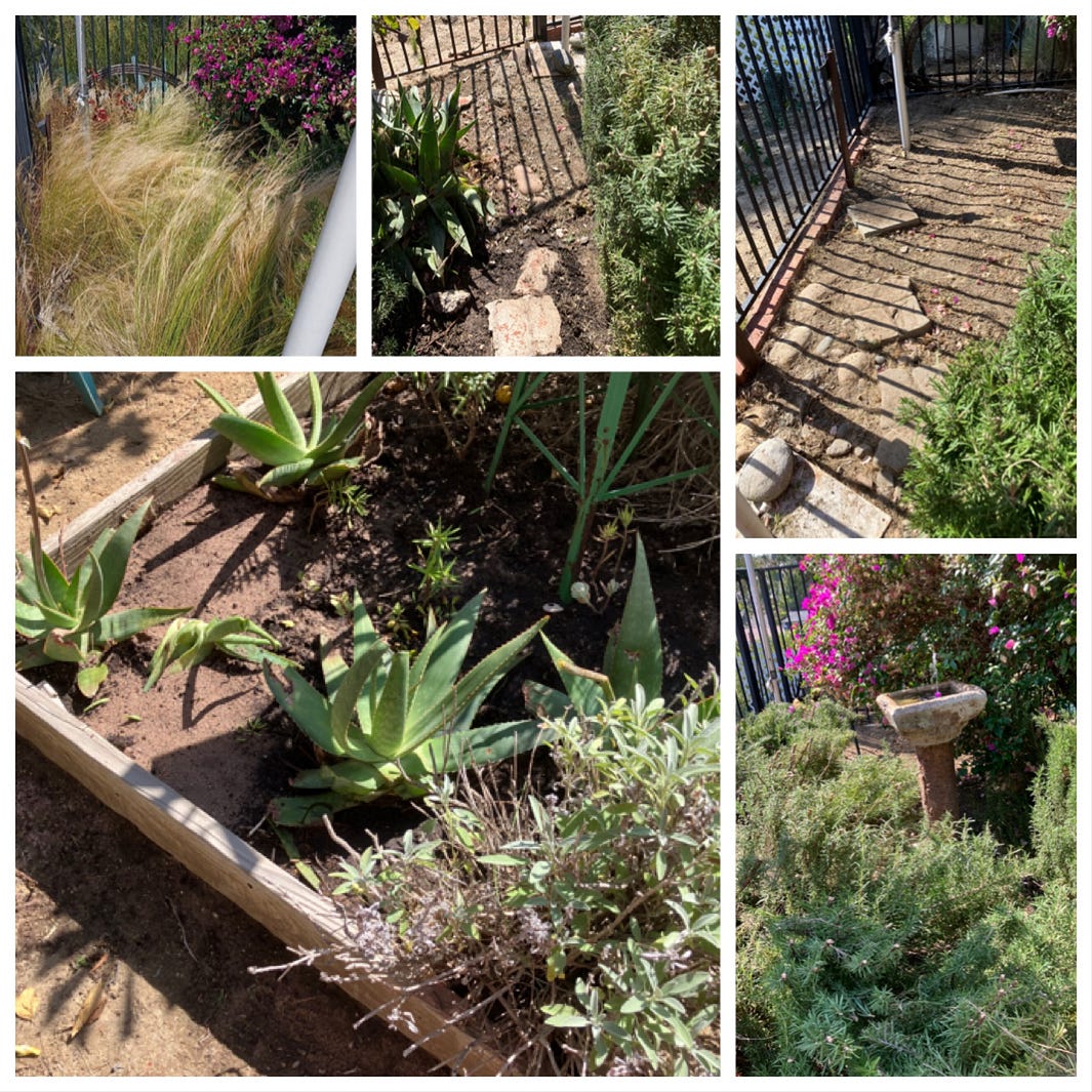 My photo of our older transplanted aloe plants