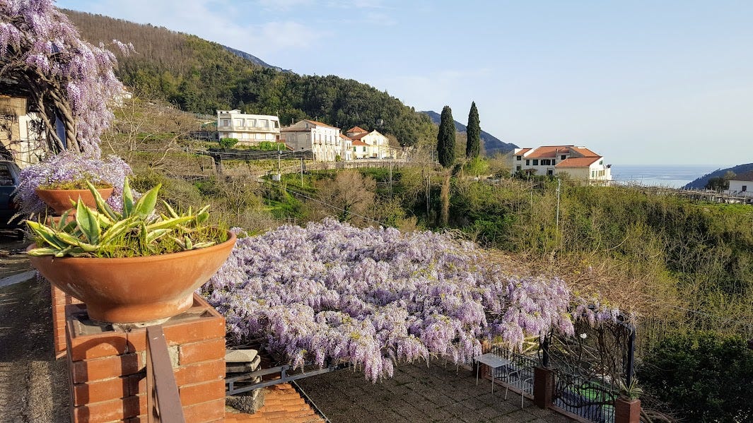 Elogio della wisteria chiamato glicine