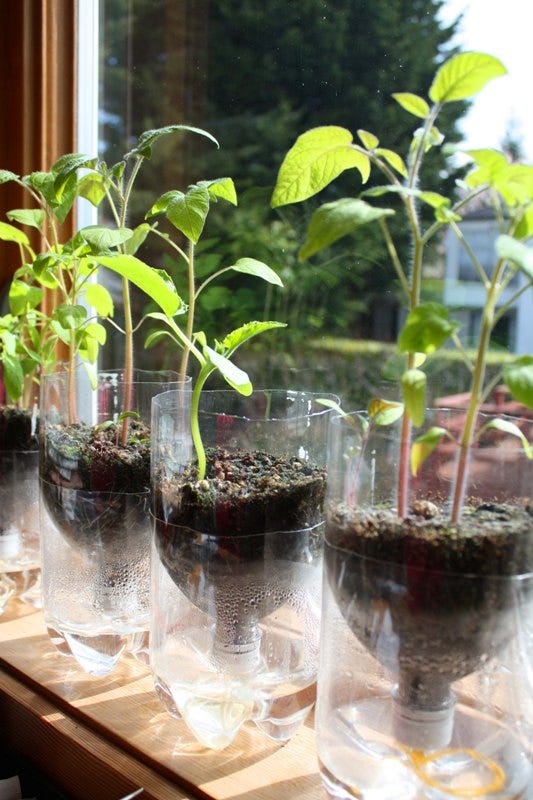 How to Make an Indoor Self-Watering Herb Garden: Simple Steps