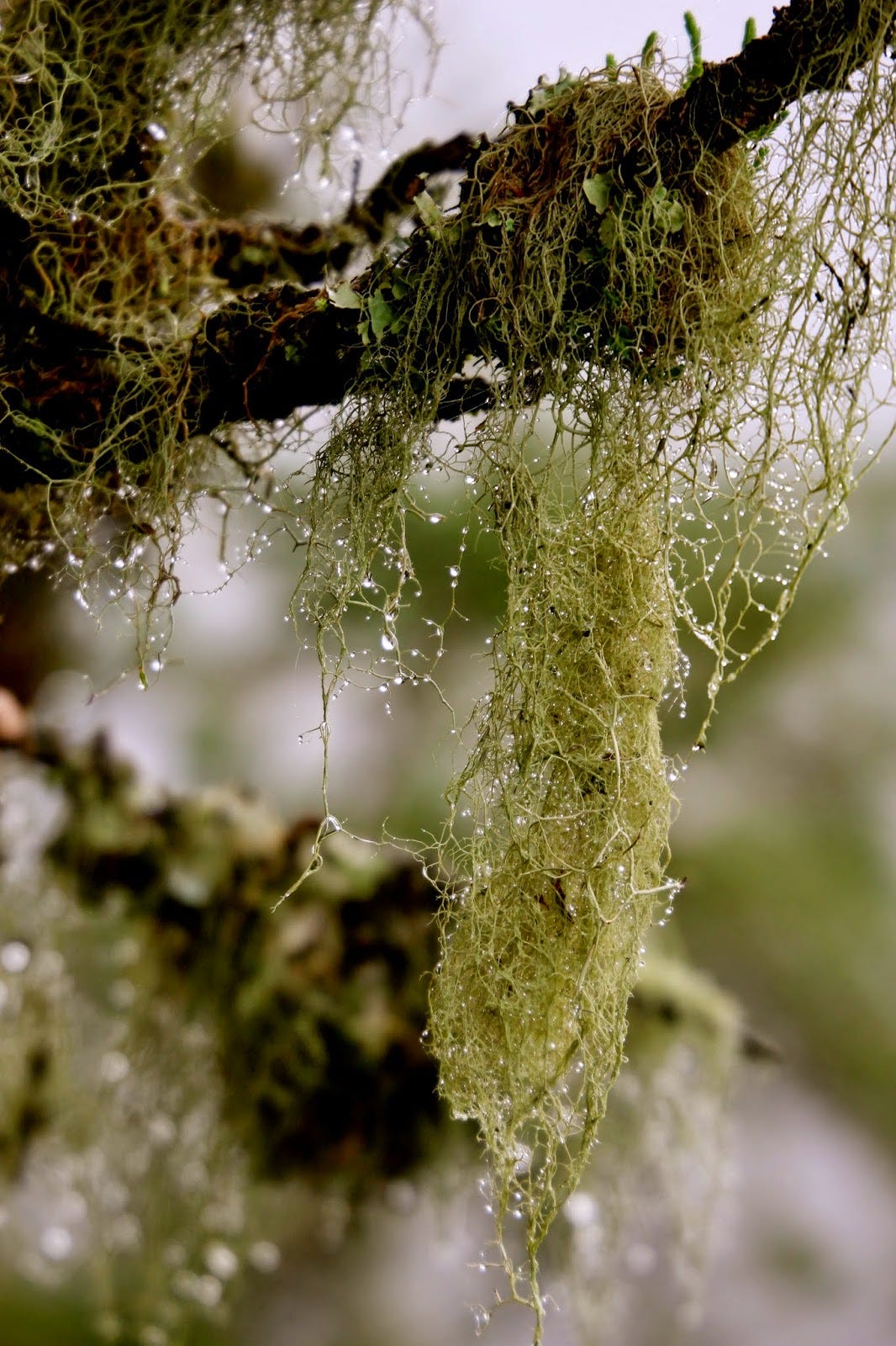 Rain by Melody Harrell Just Below the Surface Medium