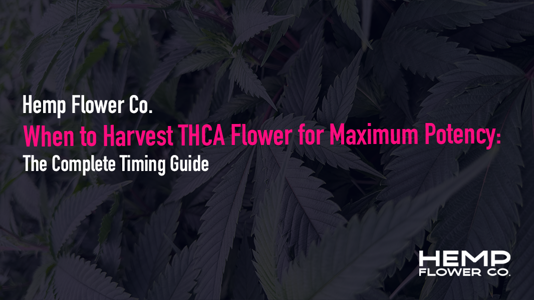 When to Harvest THCA Flower for Maximum Potency: The Complete Timing Guide