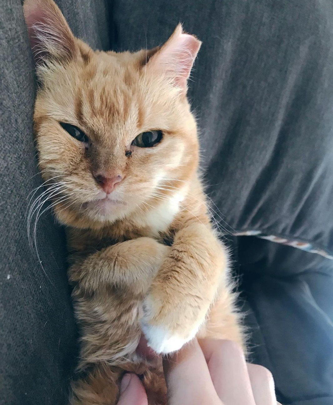 Herman the Scaredy Cat, A Sweet Kitten Whose Giant Eyes Give Him a