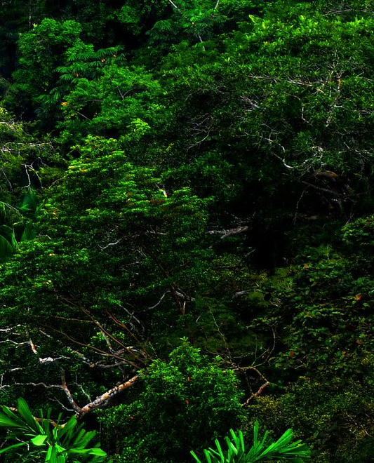 HUMAN IMPACT IN FOREST. “THE CLEAREST WAY INTO THE UNIVERSE IS