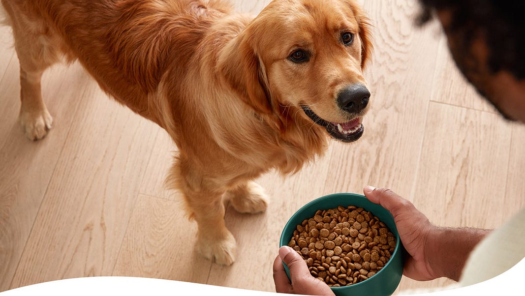 The Path to a Happier, Healthier Digestive System for Pets by