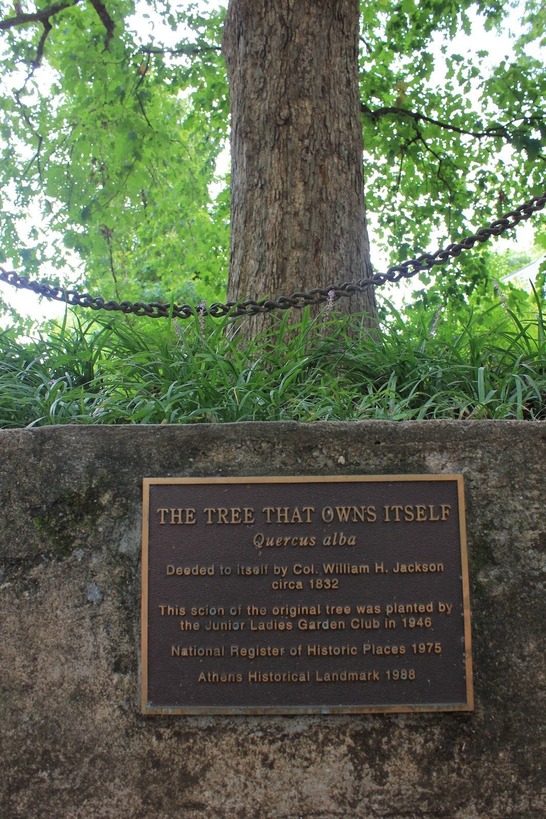 The Tree That Owns Itself. And doesn’t even have to pay property… by