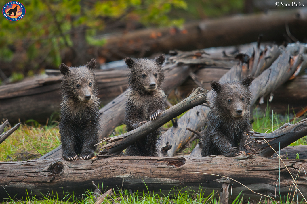 Grizzly Bear  Defenders of Wildlife