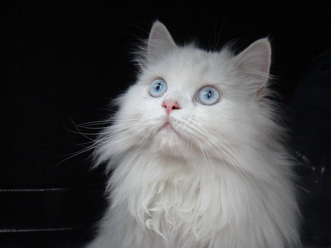 How Many Cat Breeds Have Blue Eyes: Discover Stunning Feline Traits