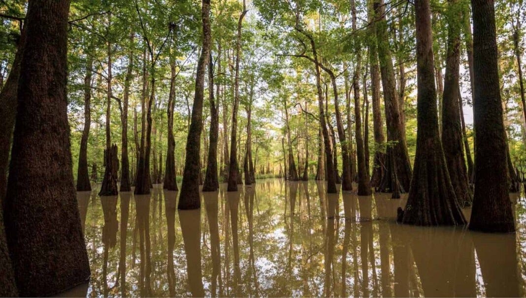 The Liquid Ark: How a Southern Swamp Guards the World’s Richest Freshwater Treasury