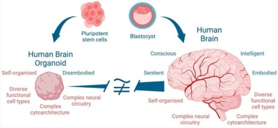 Organoids Brains in a dish. Summary of Cerebral organoids Model… | by ...