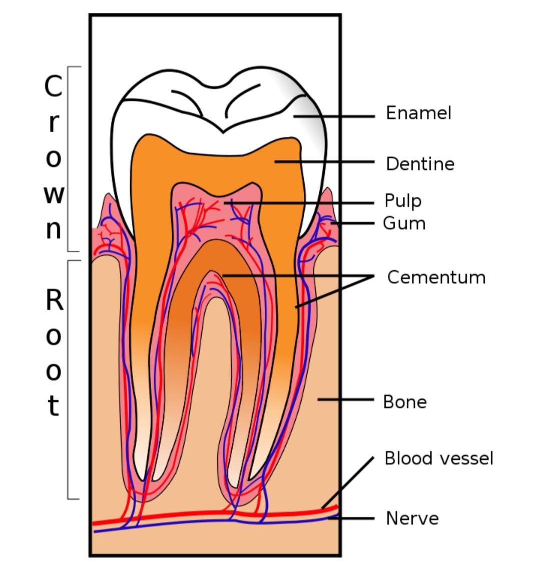 Pulp reactions to caries and dental procedures Dentin hypersensitivity