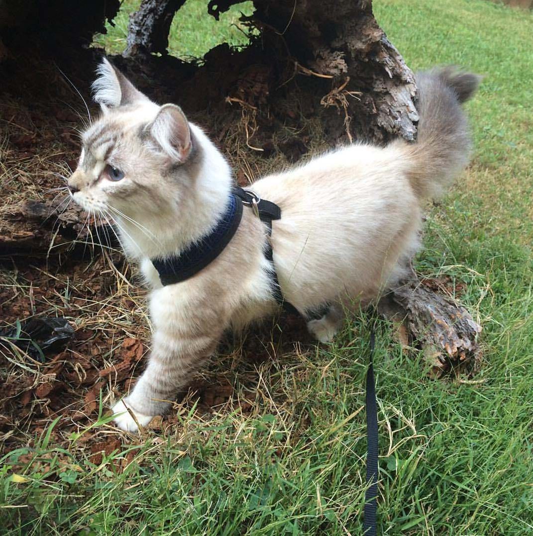 cat harness, walk my cat