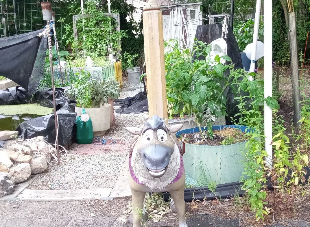 My guard goat standing watch in my garden.
