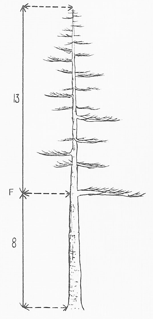The Golden Rule of Bonsai Explained | by Mariya Kanegi | Medium