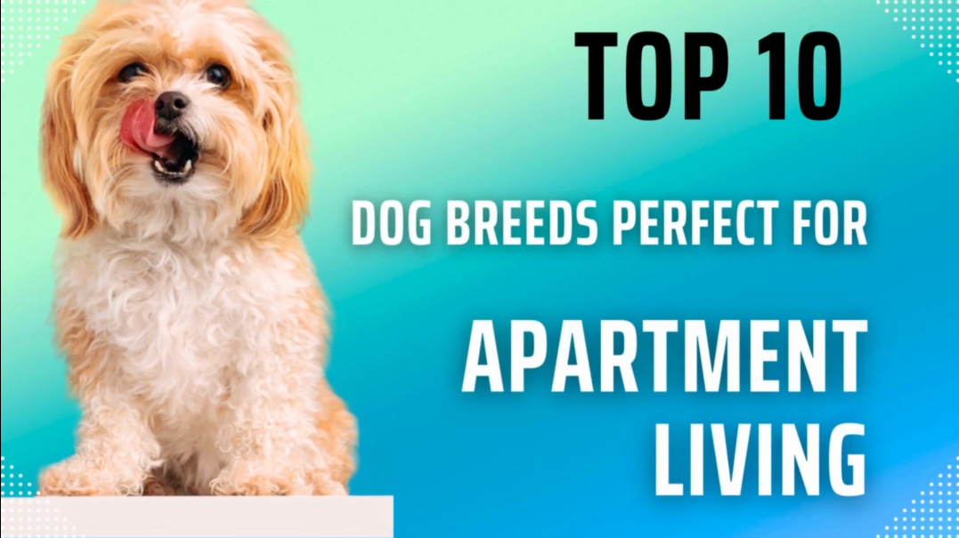 what is the best dog breed for apartment living