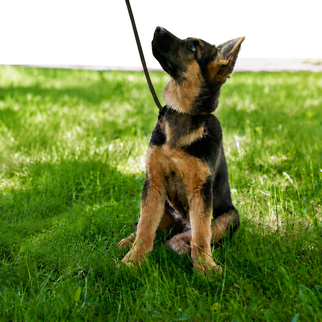 My dog’s name is Gottlob