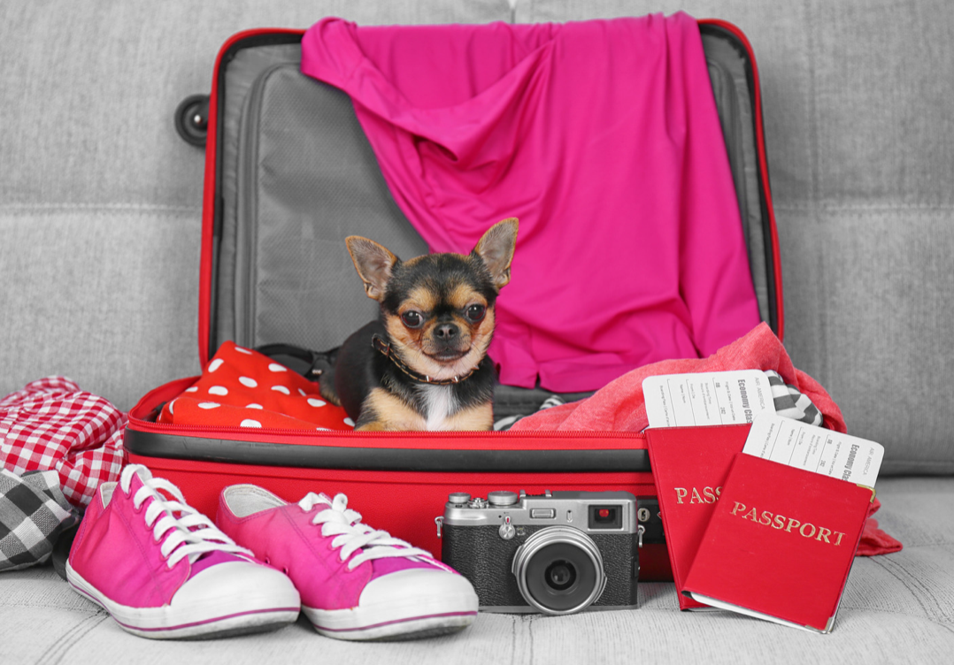 The Ultimate Guide to Traveling Internationally with Pets by Plane