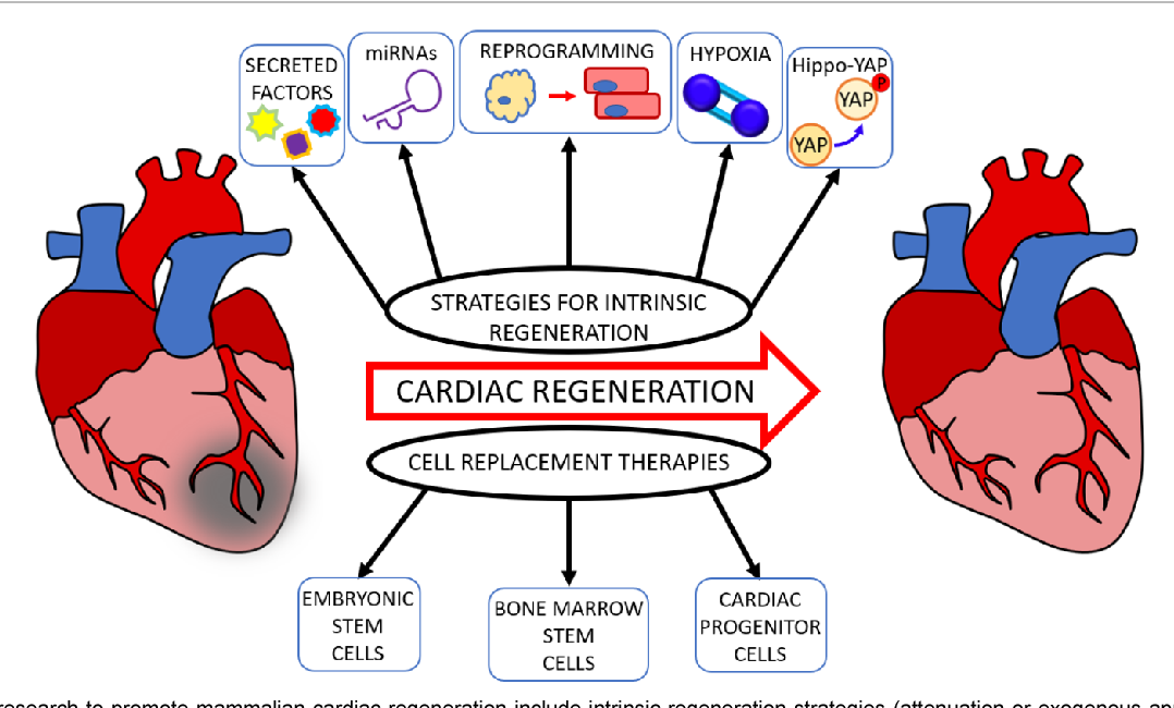 Cardiac Regeneration. Cardiac regeneration is an advanced… by Murari