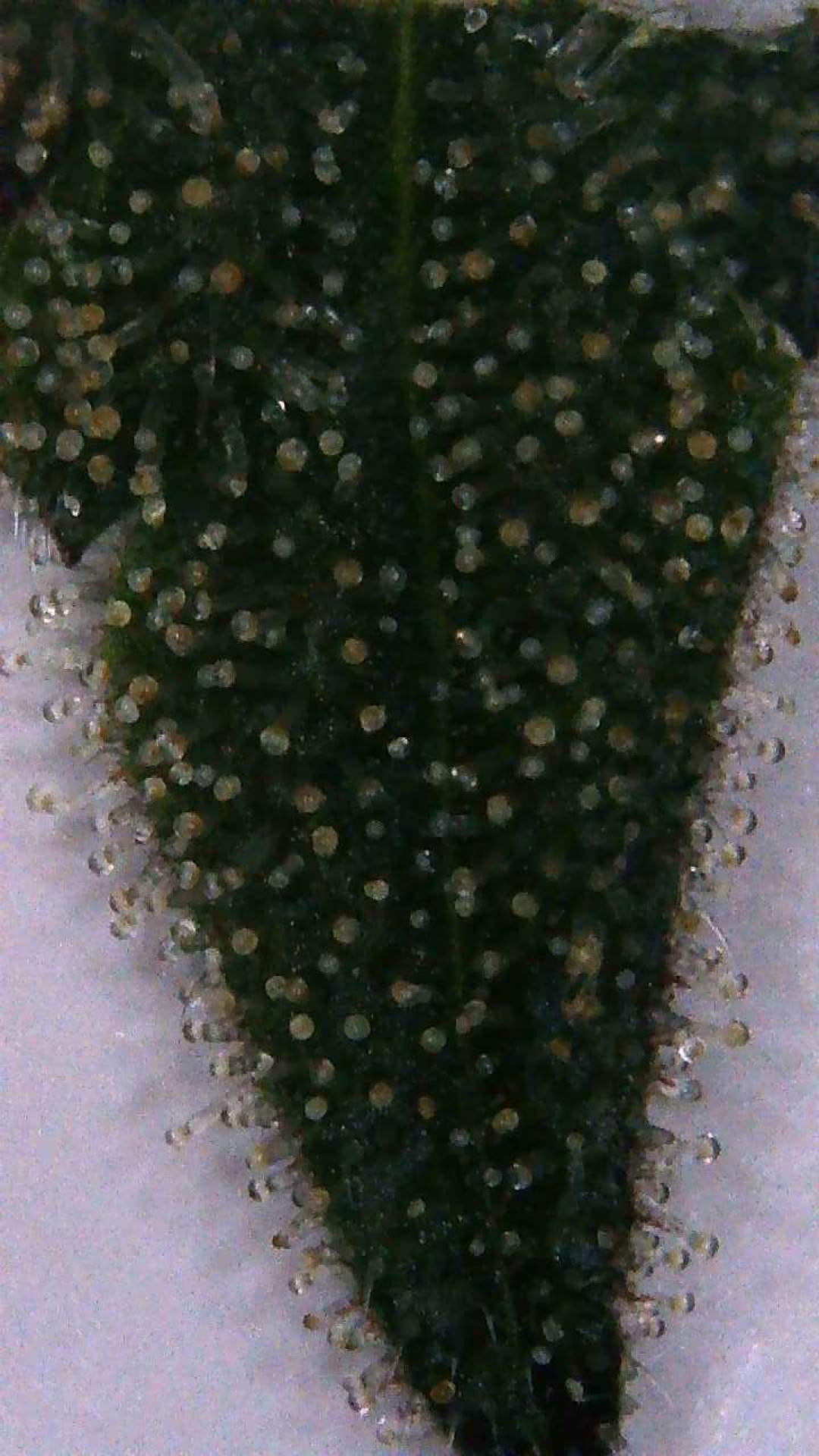 Pineapple Under Microscope by promoba Medium