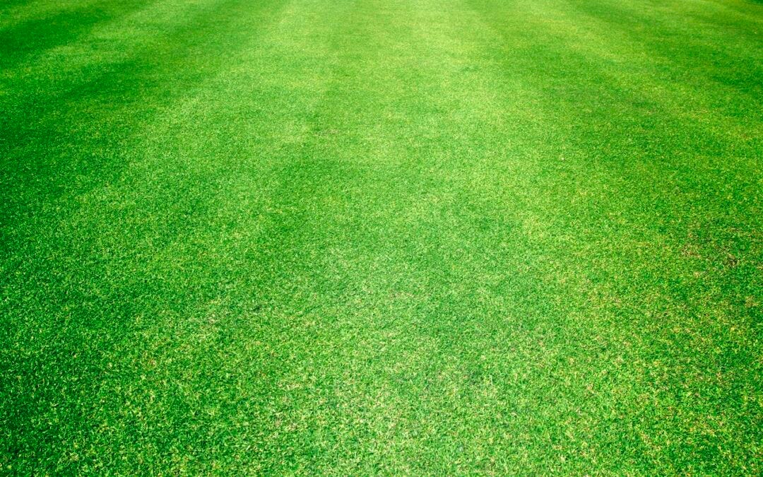 Dallas Georgia Bermuda Scalping For Spring