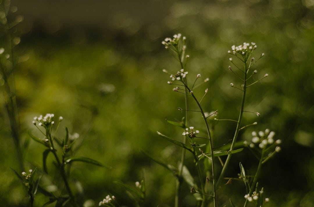 Rupert Sheldrake and Morphic Resonance: When Memory Lives in Fields, Not Genes